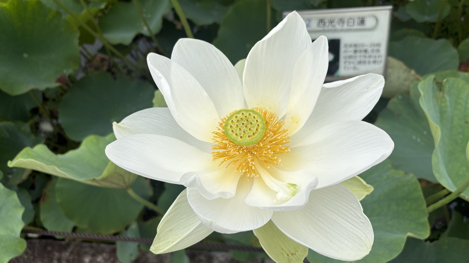 古代蓮の里で咲く蓮の花のクローズアップ(西光寺白蓮)