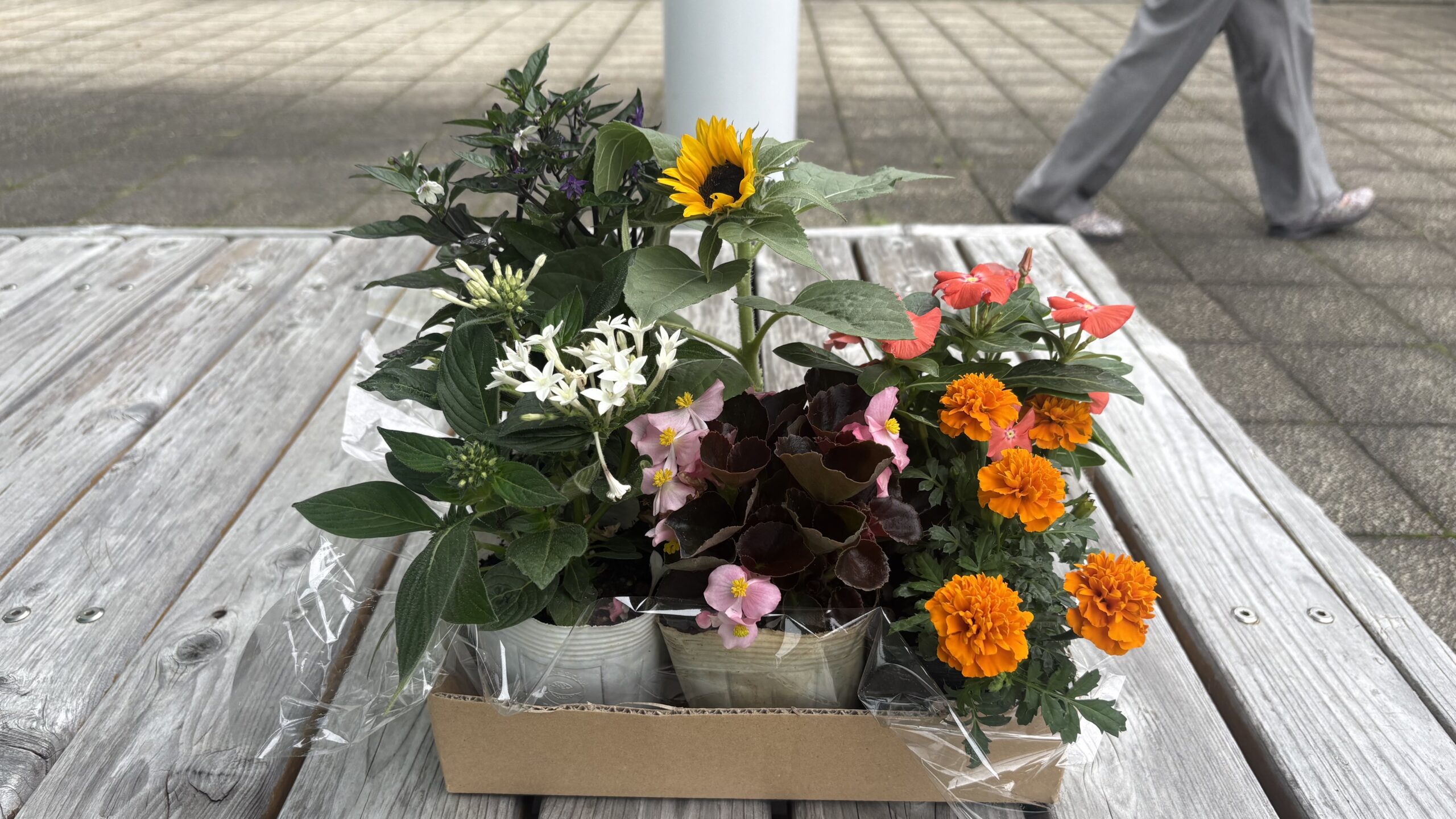 朝一特権500円の寄せ植えセット